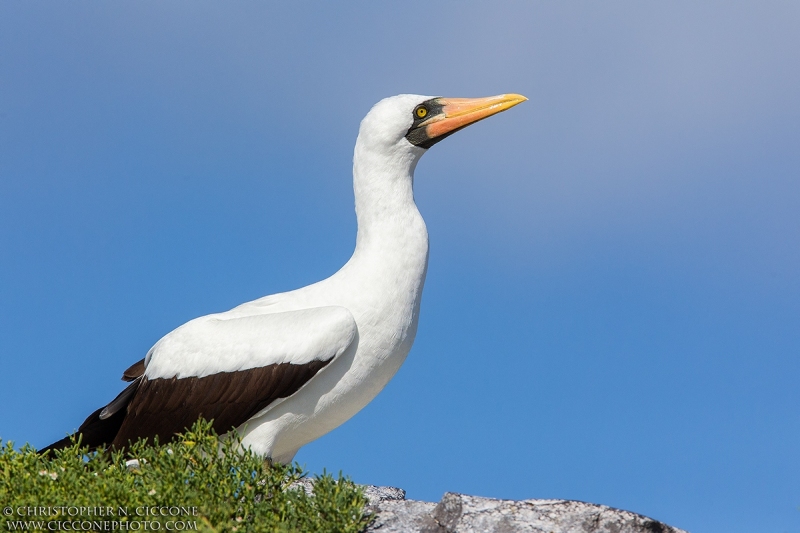 Nazca Booby