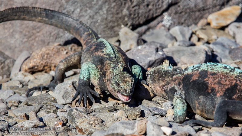 Marine Iguana