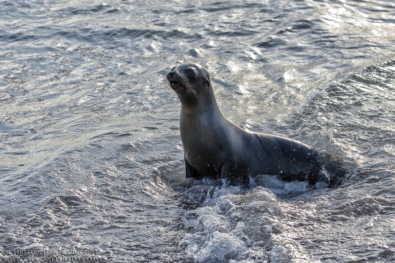 Galapagos Sea Lion