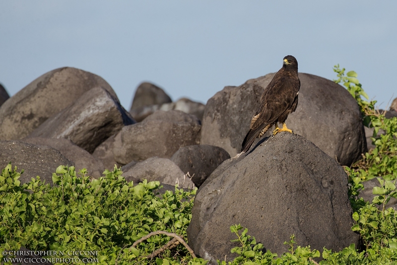 Galapagos Hawk