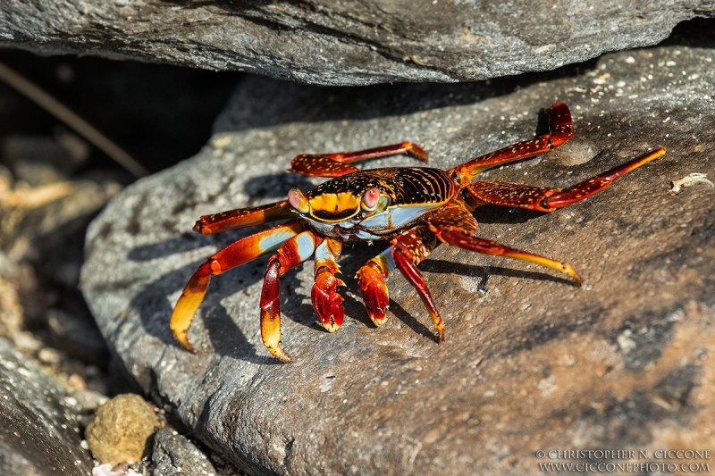 Sally Lightfoot Crab