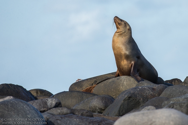 Galapagos Sea Lion