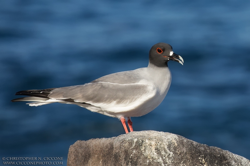 Swallow-tailed Gull