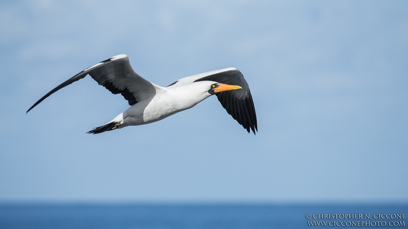 Nazca Booby