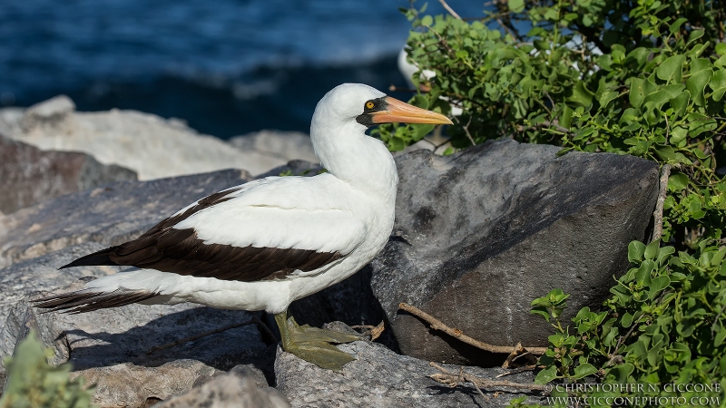 Nazca Booby