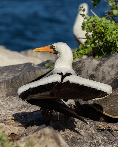 Nazca Booby