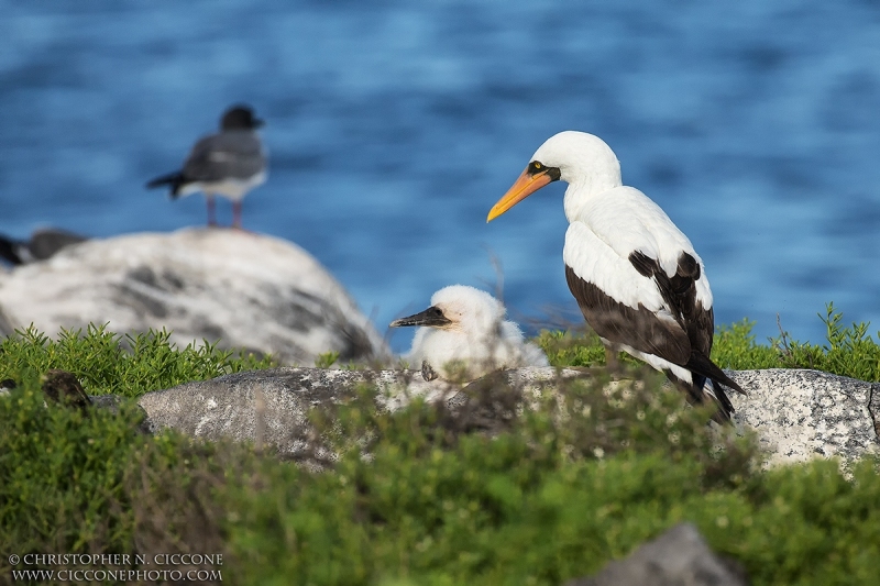 Nazca Booby