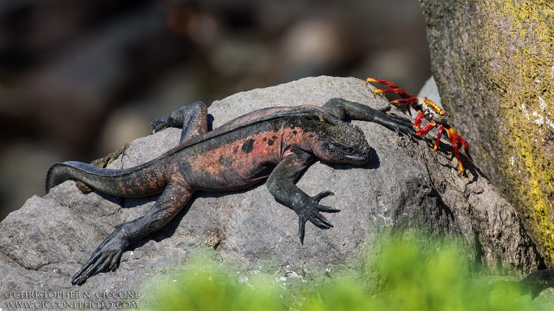 Marine Iguana and Crab