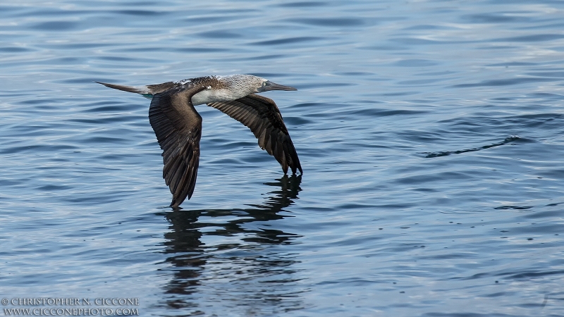 Blue-footed Booby