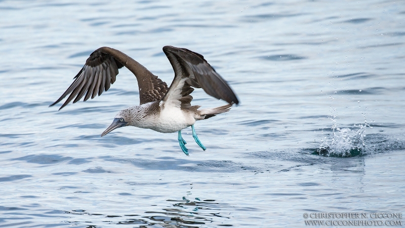 Blue-footed Booby