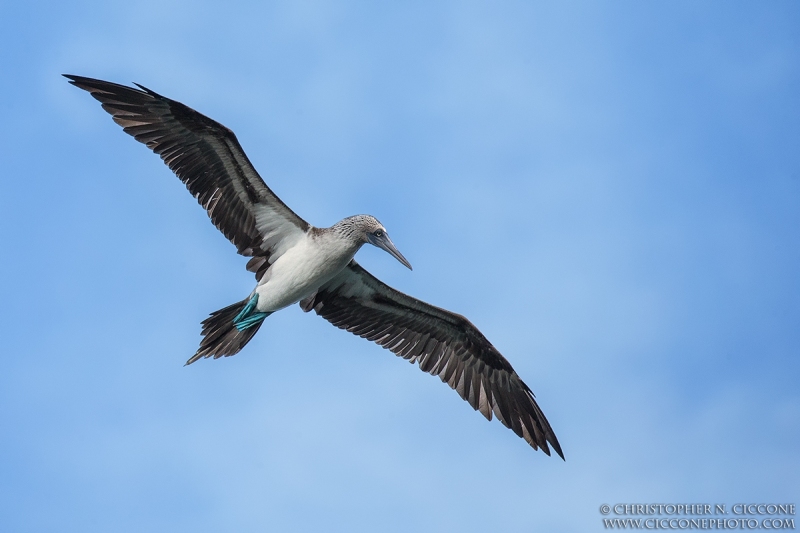 Blue-footed Booby