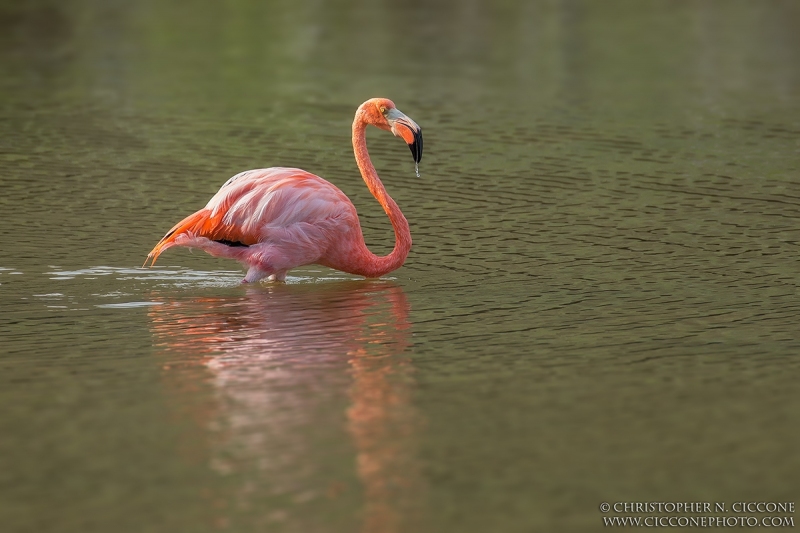 American Flamingo