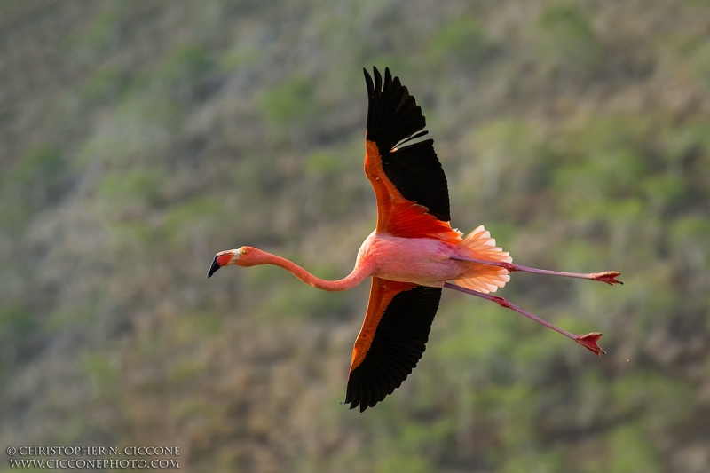 American Flamingo