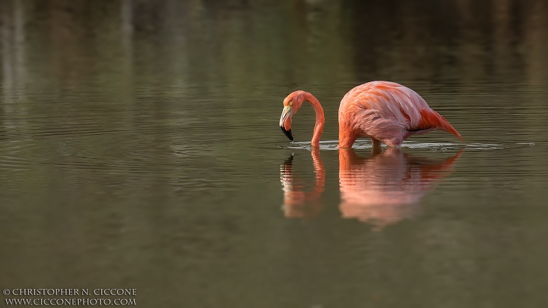 American Flamingo