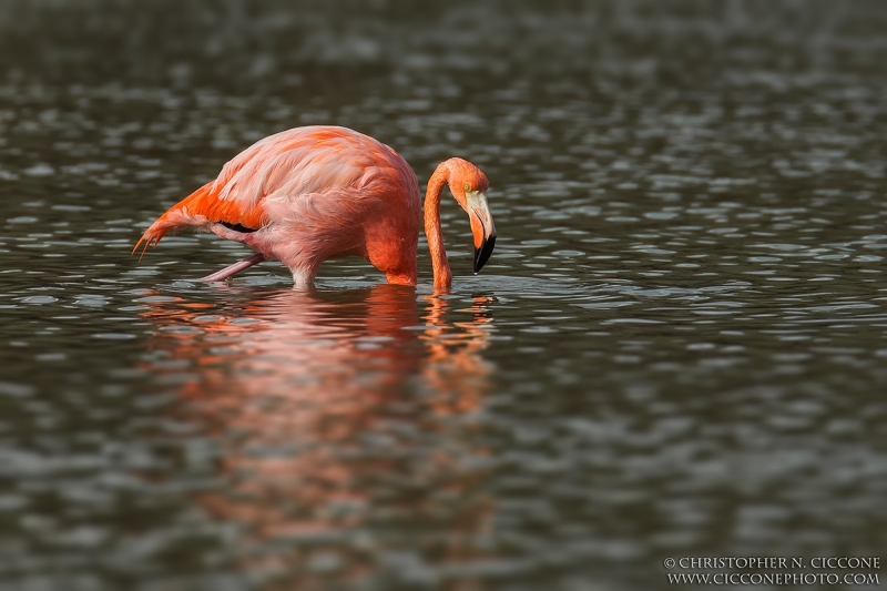 American Flamingo