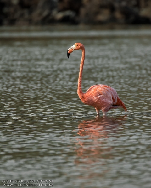 American Flamingo