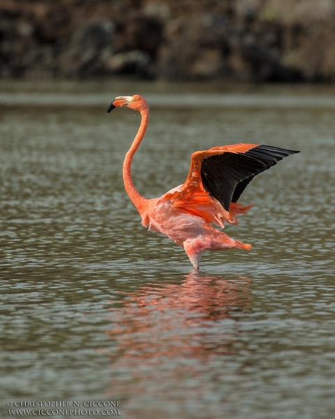 American Flamingo