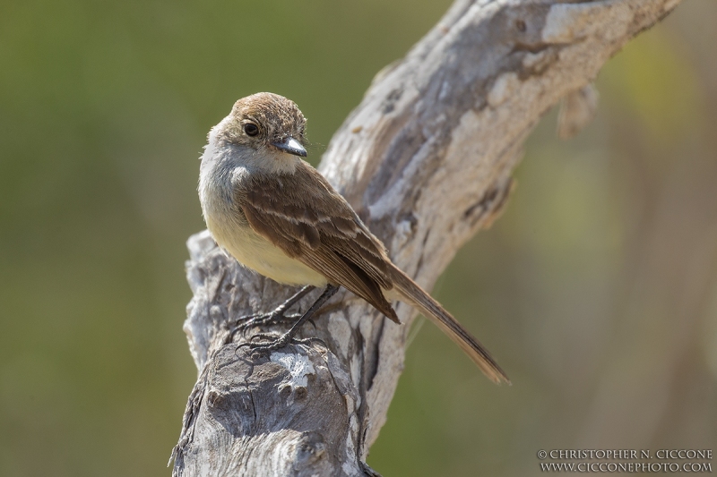 Galapagos Flycatcher