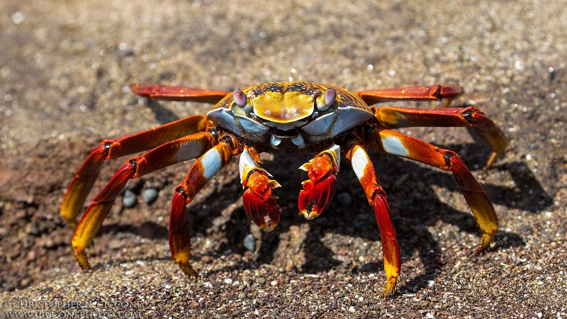 Sally Lightfoot Crab