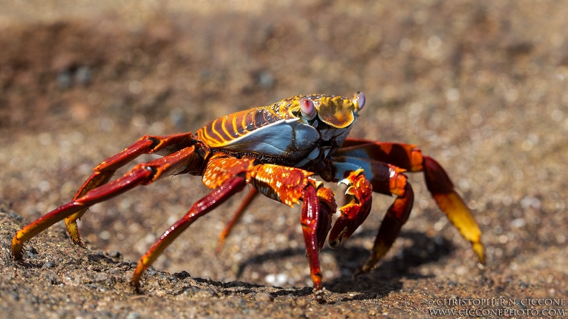 Sally Lightfoot Crab