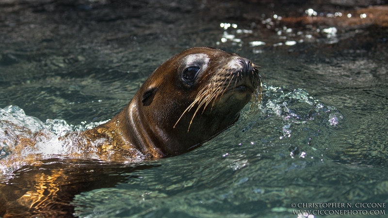 Galapagos Sea Lion