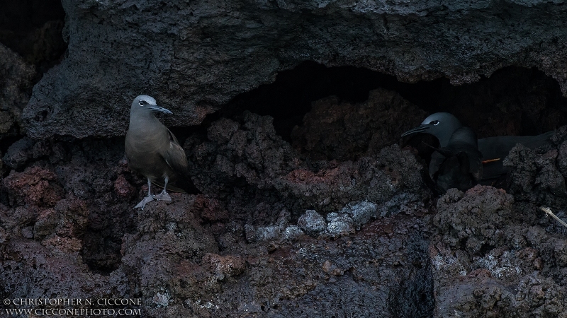 Brown Noddy