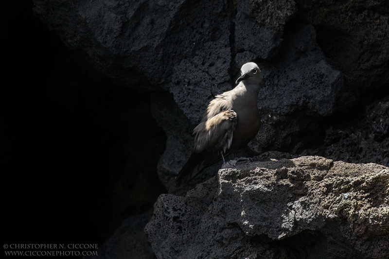 Brown Noddy