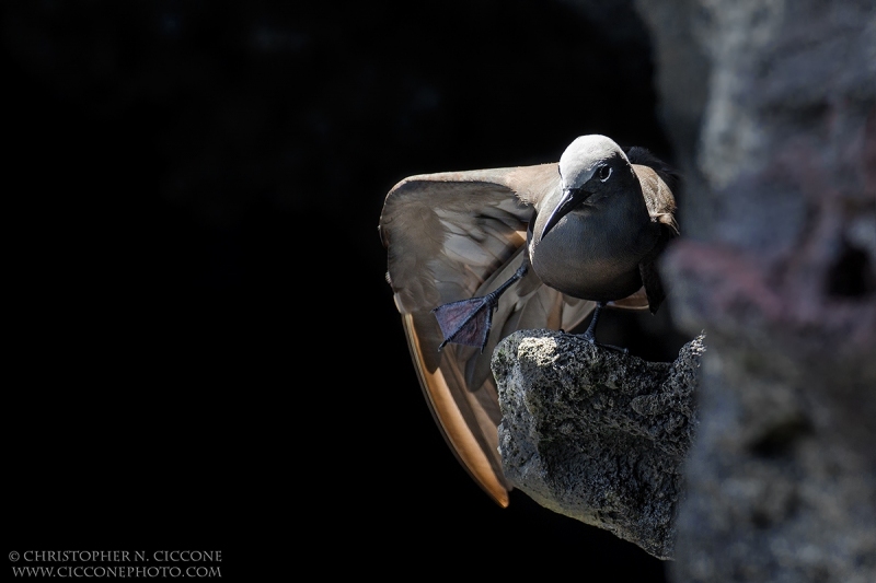 Brown Noddy