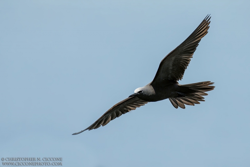 Brown Noddy