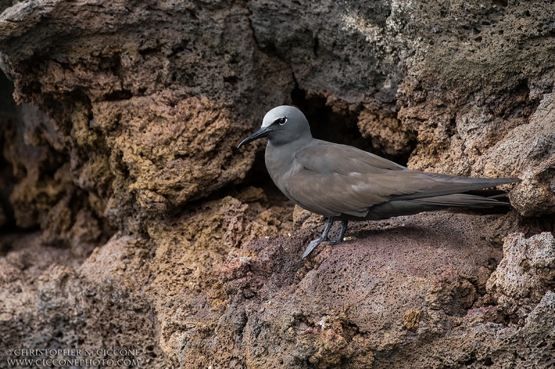 Brown Noddy