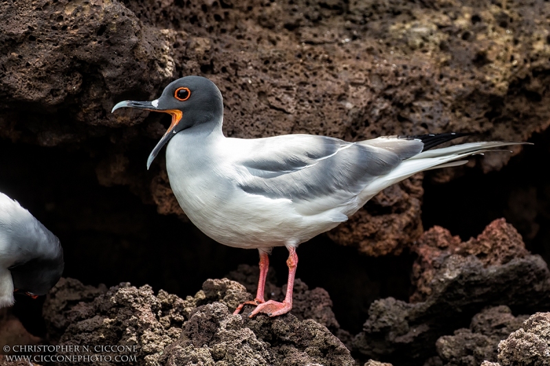 Swallow-tailed Gull