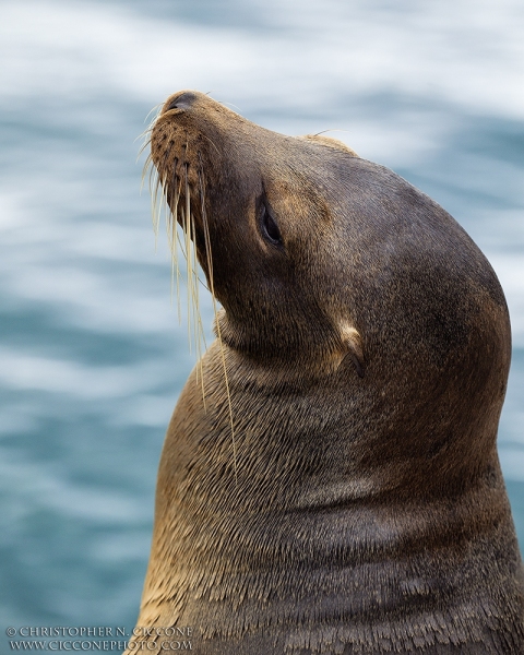 Galapagos Sea Lion