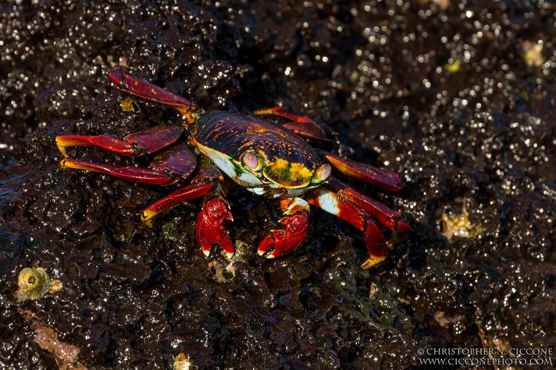 Sally Lightfoot Crab