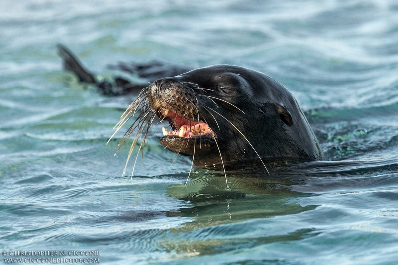 Galapagos Sea Lion