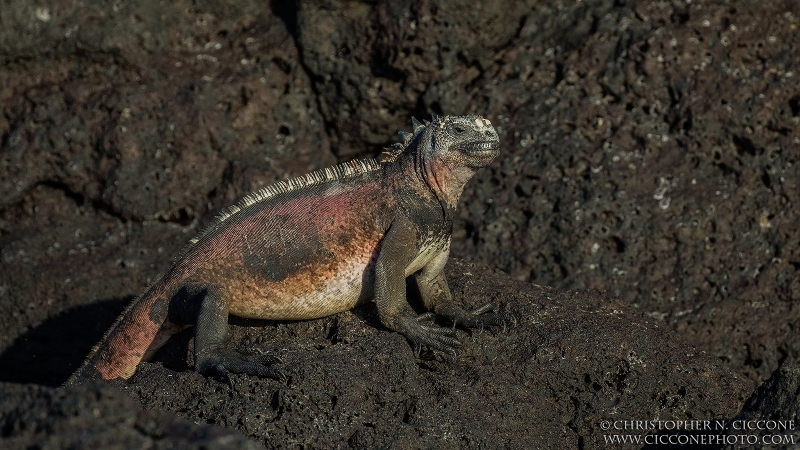 Marine Iguana