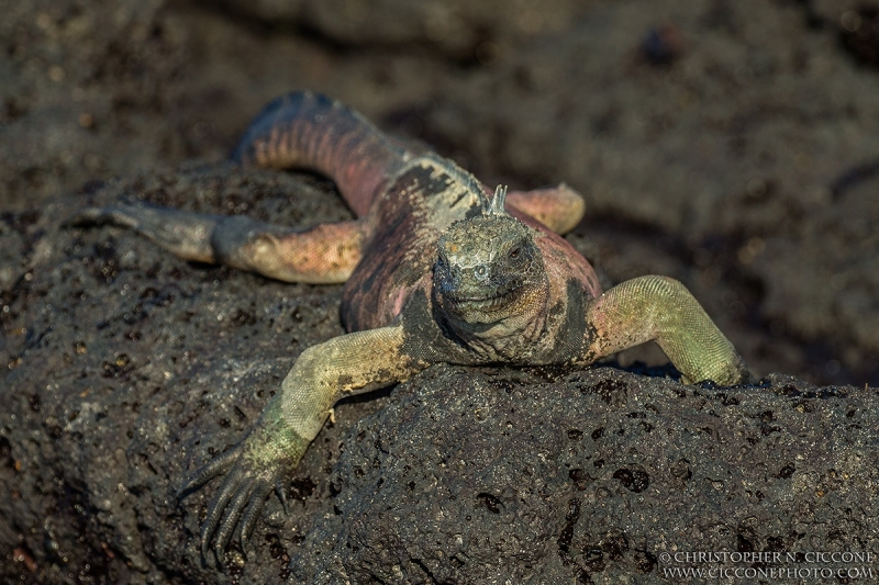 Marine Iguana