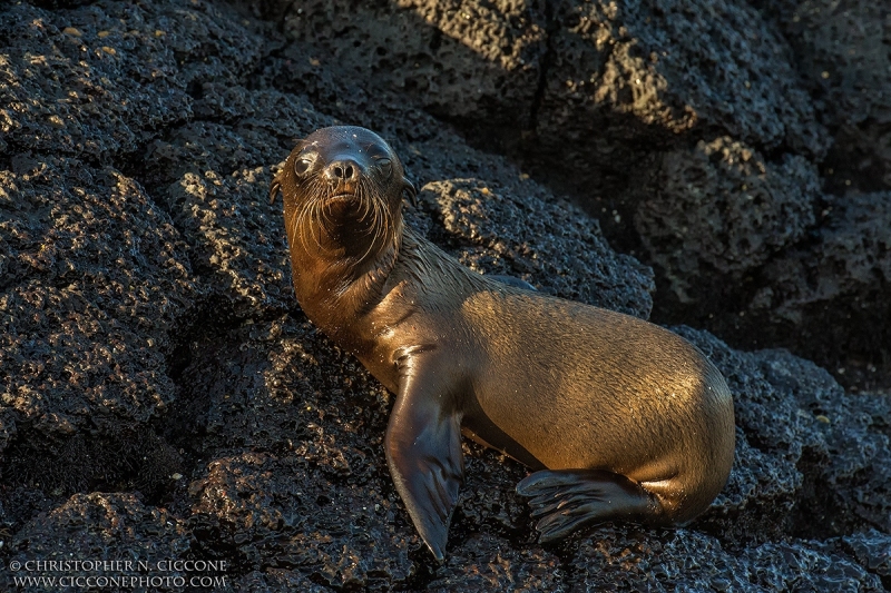 Galapagos Sea Lion pup