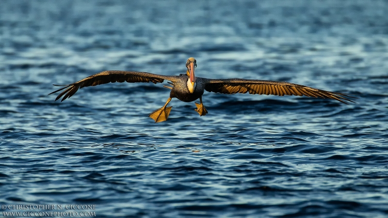 Brown Pelican