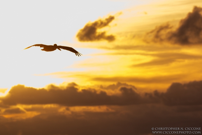 Brown Pelican