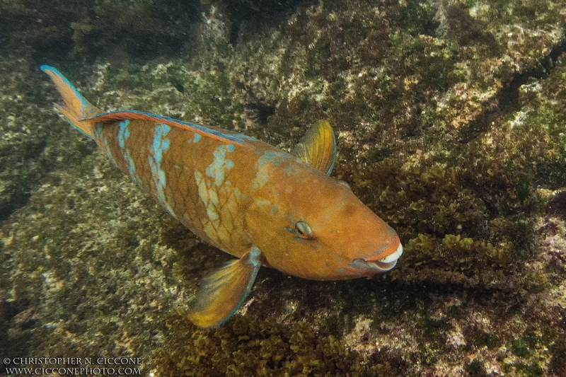 Blue Chin Parrotfish