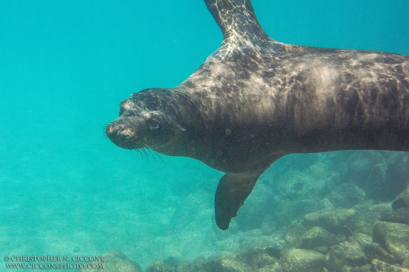 Galapagos Sea Lion