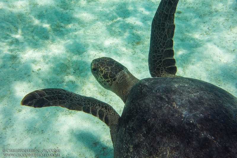 Galapagos Green Turtle