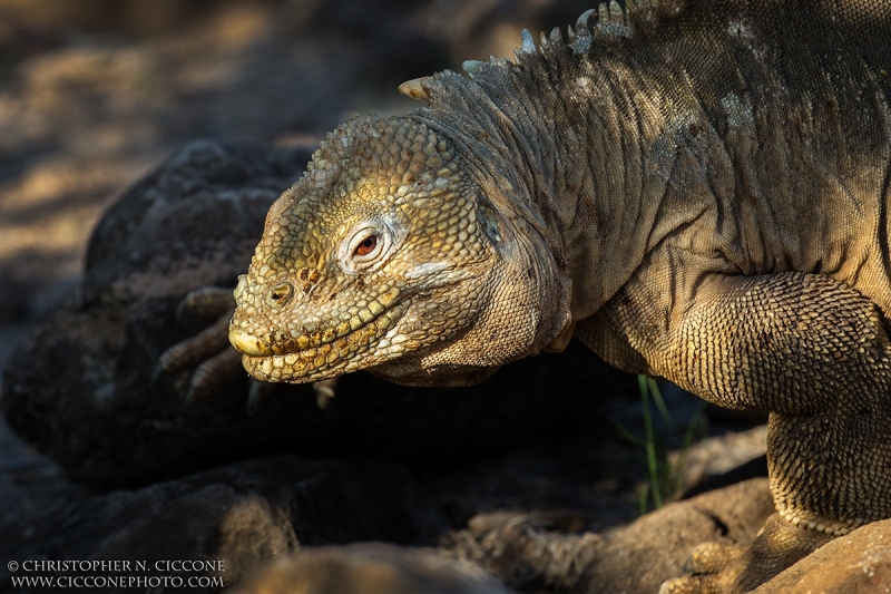 Land Iguana