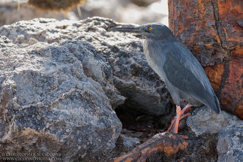 Lava Heron