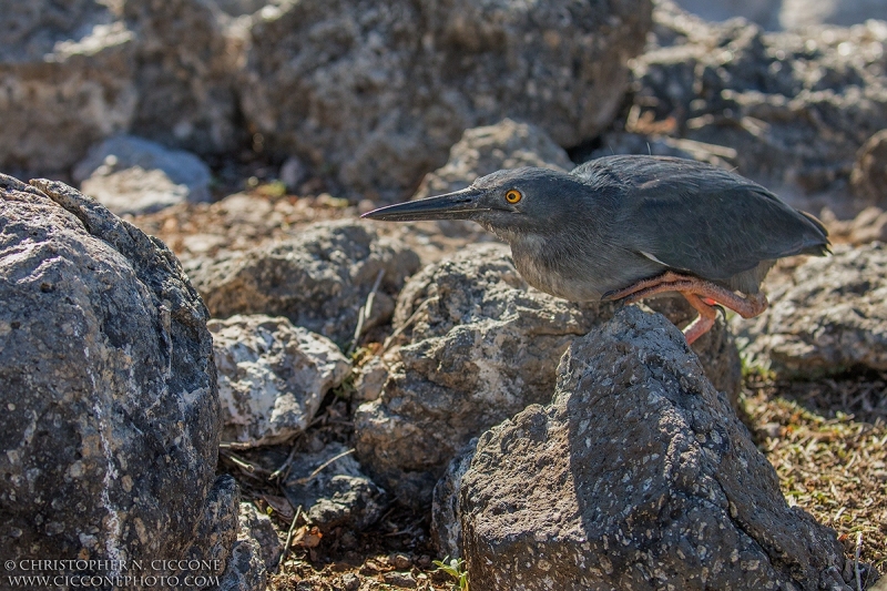 Lava Heron