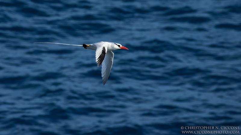 Red-billed Tropicbird