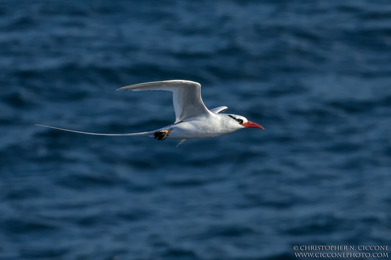 Red-billed Tropicbird