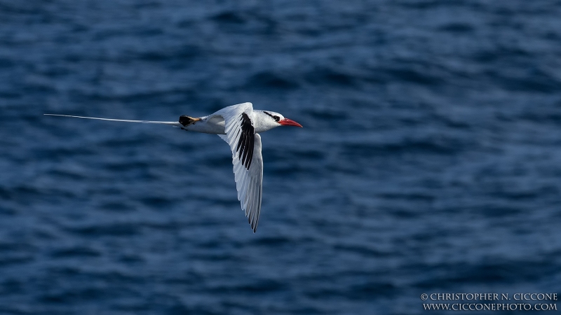 Red-billed Tropicbird