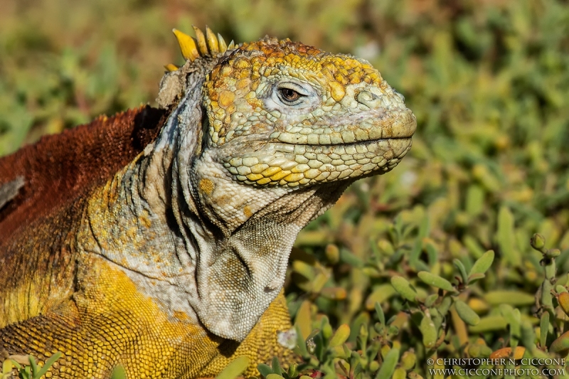 Land Iguana