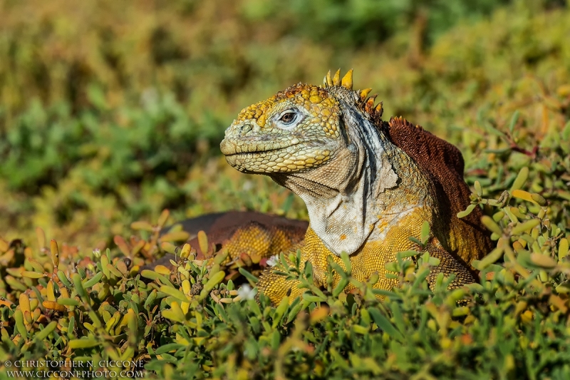 Land Iguana